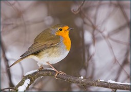 _DSC1286-1.jpg