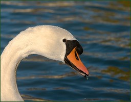 La goutte bis
