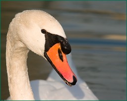 Elle vous fait cygne...