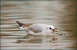 La mouette de Gaston !