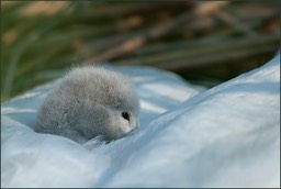 2010 à nos jours - Une année de plus, et de nouvelles images, j'espère que celles à venir vous plairont autant.