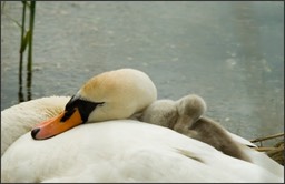 Tendresse