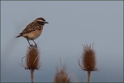 Passereaux de saison II
