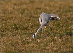 Partie de chasse II