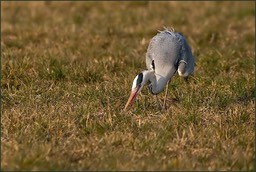 Partie de chasse III
