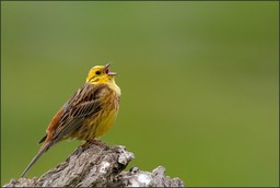 Bruant jaune mâle marquant son territoire.