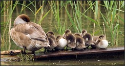 Repos en famille
